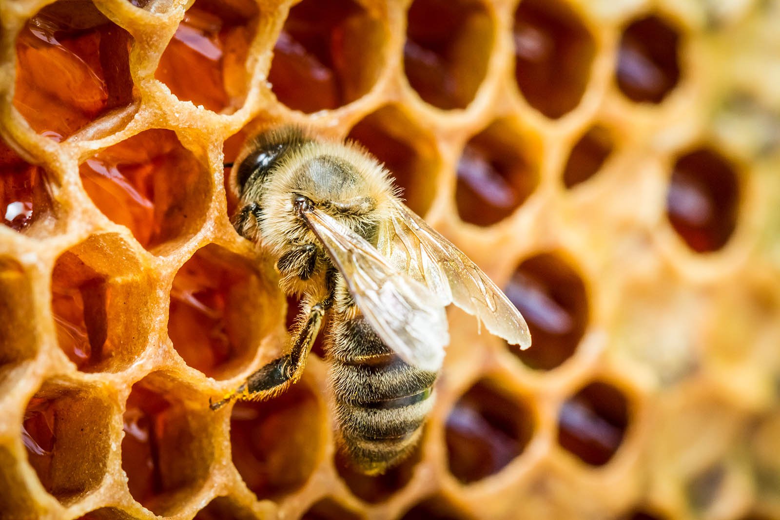 bees-in-a-beehive-on-honeycomb-2022-04-07-23-24-04-utc